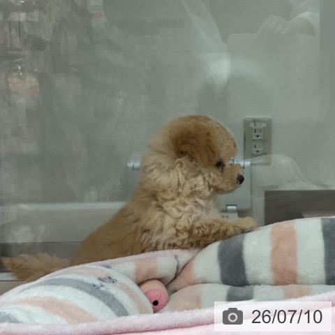 神奈川県のトイプードル(トイ) (ペットプラス 湘南平塚店/2026年5月3日生まれ/女の子/アプリコット)の子犬の3枚目の画像