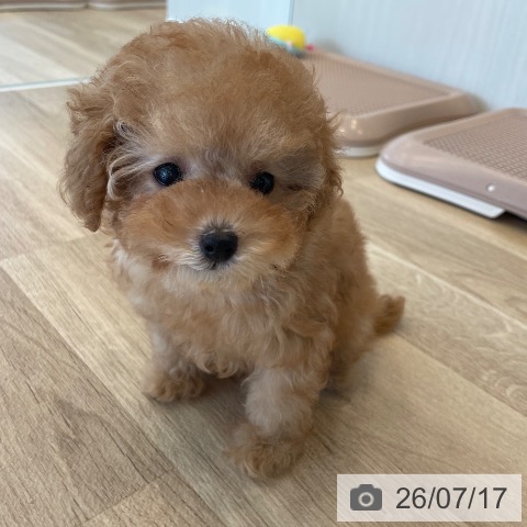 神奈川県のトイプードル(トイ) (ペットプラス テラスモール湘南店/2026年5月3日生まれ/女の子/アプリコット)の子犬の3枚目の画像