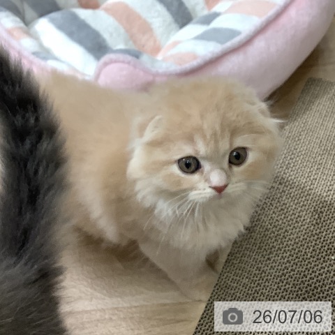 東京都のスコティッシュフォールド (ペットプラス 日の出店/2026年5月3日生まれ/女の子/クリーム)の子猫の3枚目の画像
