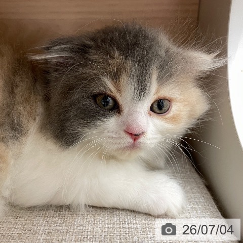スコティッシュフォールドの写真