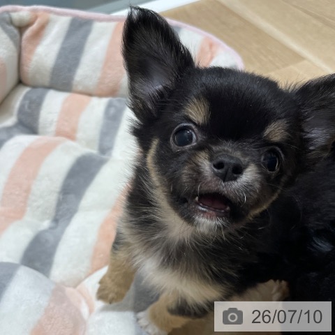 長野県のチワワ(ロング) (ペットプラス 須坂店/2026年5月4日生まれ/男の子/ブラックタンホワイト)の子犬の4枚目の画像