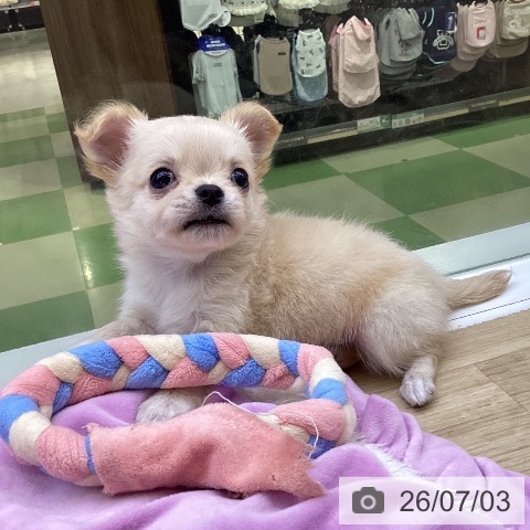 山梨県のチワワ(ロング) (ペットプラス 甲府昭和店/2026年5月4日生まれ/男の子/クリームホワイト)の子犬の3枚目の画像