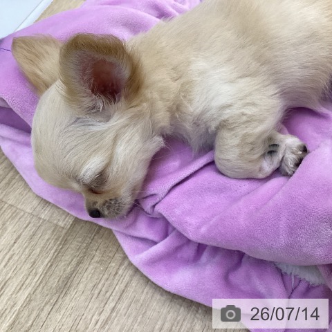山梨県のチワワ(ロング) (ペットプラス 甲府昭和店/2026年5月4日生まれ/男の子/クリームホワイト)の子犬の3枚目の画像