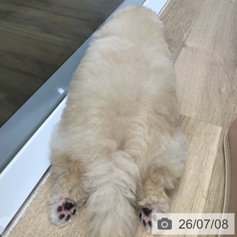 東京都のトイプードル(トイ) (ペットプラス むさし村山店/2026年5月3日生まれ/男の子/クリーム)の子犬の4枚目の画像