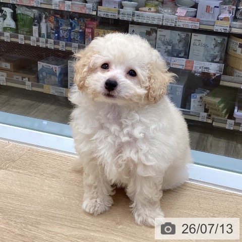 東京都のトイプードル(トイ) (ペットプラス むさし村山店/2026年5月3日生まれ/男の子/クリーム)の子犬の4枚目の画像
