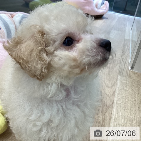 東京都のトイプードル(トイ) (ペットプラス むさし村山店/2026年5月3日生まれ/男の子/クリーム)の子犬の3枚目の画像