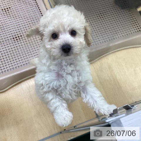 埼玉県のトイプードル(トイ) (ペットプラス 羽生店/2026年5月3日生まれ/女の子/クリーム)の子犬の4枚目の画像