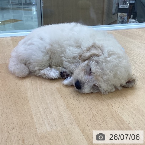 埼玉県のトイプードル(トイ) (ペットプラス 羽生店/2026年5月3日生まれ/女の子/クリーム)の子犬の3枚目の画像