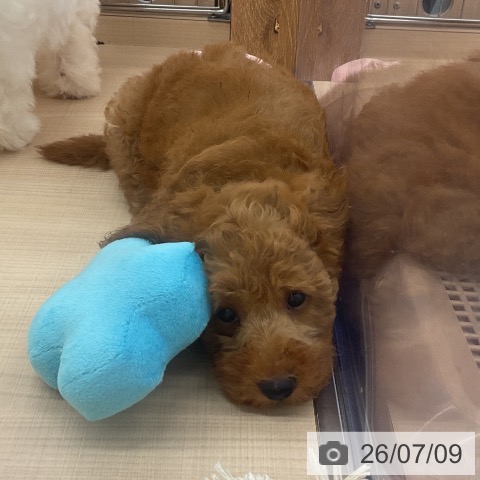 埼玉県のトイプードル(トイ) (ペッツワン 浦和美園店/2026年5月3日生まれ/女の子/レッド)の子犬の3枚目の画像