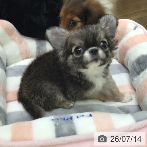 チワワの写真