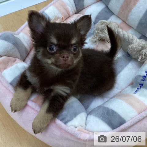 埼玉県のチワワ(ロング) (ペットプラス 羽生店/2026年4月30日生まれ/男の子/チョコレートタン)の子犬の4枚目の画像