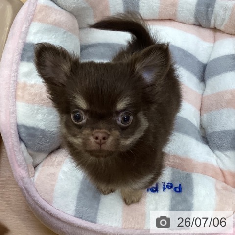 埼玉県のチワワ(ロング) (ペットプラス 羽生店/2026年4月30日生まれ/男の子/チョコレートタン)の子犬の3枚目の画像
