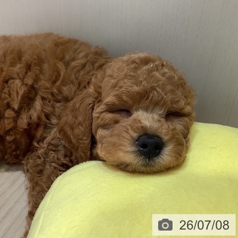 神奈川県のトイプードル(トイ) (ペットプラス 新百合丘店/2026年5月3日生まれ/男の子/アプリコット)の子犬の3枚目の画像