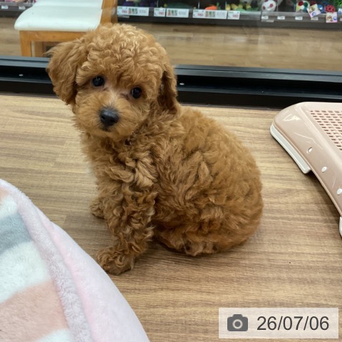 茨城県のトイプードル(トイ) (ペッツワン 古河店/2026年5月4日生まれ/男の子/アプリコット)の子犬の4枚目の画像