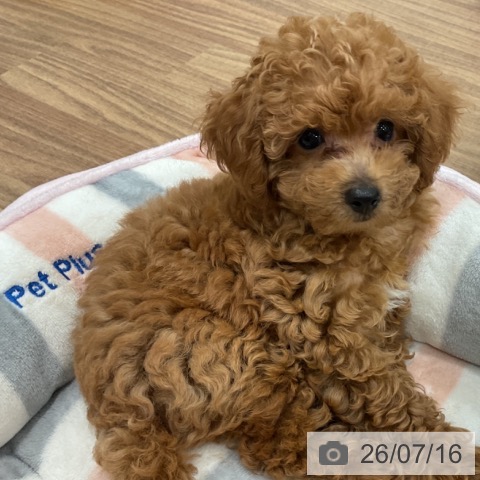 茨城県のトイプードル(トイ) (ペッツワン 古河店/2026年5月4日生まれ/男の子/アプリコット)の子犬の4枚目の画像