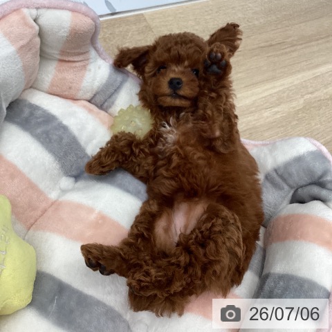東京都のトイプードル(トイ) (ペットプラス むさし村山店/2026年5月4日生まれ/女の子/レッド)の子犬の3枚目の画像