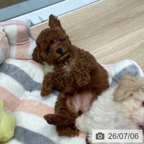 東京都のトイプードル(トイ) (ペットプラス 多摩平の森店/2026年5月4日生まれ/女の子/レッド)の子犬の3枚目の画像