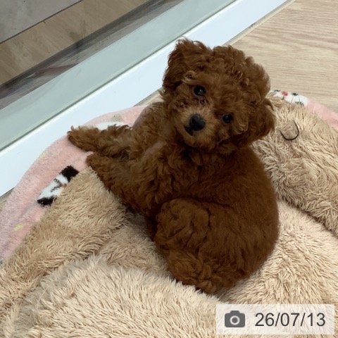 埼玉県のトイプードル(トイ) (ペットプラス 川口店/2026年5月4日生まれ/女の子/レッド)の子犬の3枚目の画像