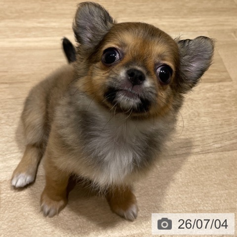 チワワの写真