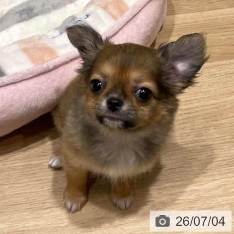 チワワの写真