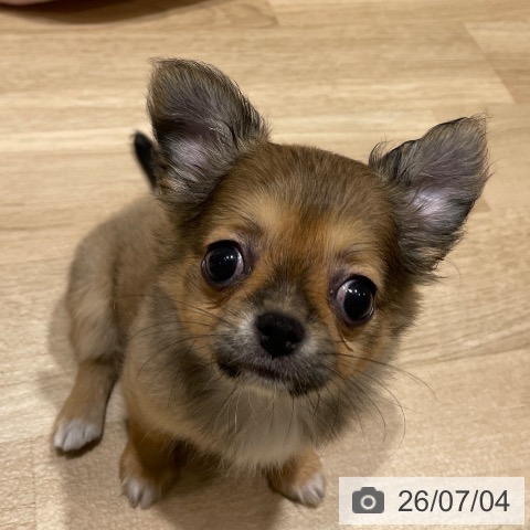 チワワの写真
