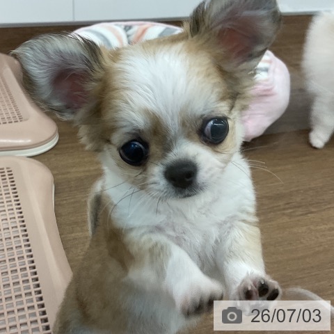 チワワの写真