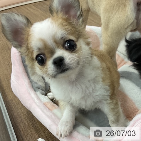 チワワの写真