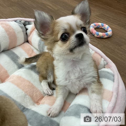チワワの写真