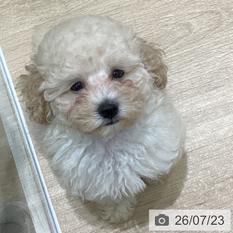 岩手県のトイプードル(トイ) (ペットプラス 盛岡南店/2026年5月4日生まれ/女の子/クリーム)の子犬の4枚目の画像