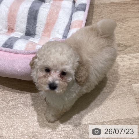 岩手県のトイプードル(トイ) (ペットプラス 盛岡南店/2026年5月4日生まれ/女の子/クリーム)の子犬の3枚目の画像