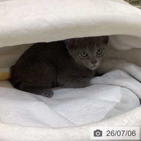 埼玉県のロシアンブルー (ペットプラス 羽生店/2026年5月3日生まれ/男の子/ブルー)の子猫の4枚目の画像