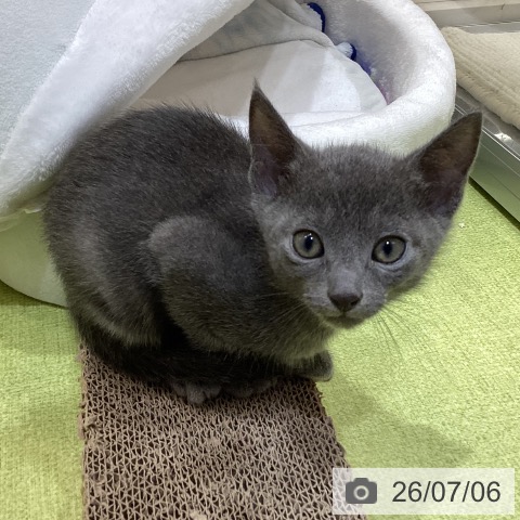 埼玉県のロシアンブルー (ペットプラス 羽生店/2026年5月3日生まれ/男の子/ブルー)の子猫の3枚目の画像