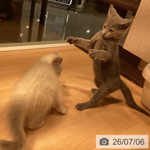ロシアンブルーの写真