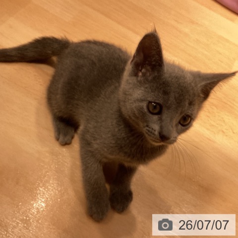 神奈川県のロシアンブルー (ペットプラス 座間店/2026年5月3日生まれ/男の子/ブルー)の子猫の4枚目の画像
