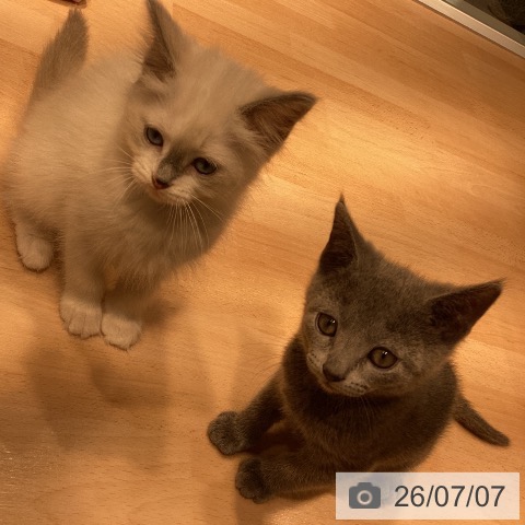 神奈川県のロシアンブルー (ペットプラス 座間店/2026年5月3日生まれ/男の子/ブルー)の子猫の3枚目の画像