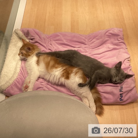 神奈川県のロシアンブルー (ペットプラス 座間店/2026年5月3日生まれ/男の子/ブルー)の子猫の3枚目の画像