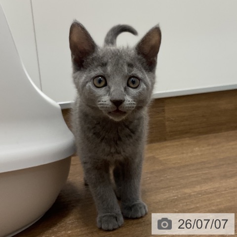 神奈川県のロシアンブルー (ペッツワン 小田原店/2026年5月3日生まれ/女の子/ブルー)の子猫の4枚目の画像