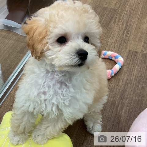 埼玉県のトイプードル(トイ) (ペッツワン 吉川美南店/2026年5月1日生まれ/女の子/クリーム)の子犬の4枚目の画像