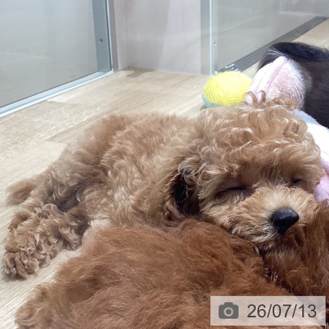 宮城県のトイプードル(トイ) (ペットプラス 名取店/2026年5月1日生まれ/女の子/アプリコット)の子犬の4枚目の画像