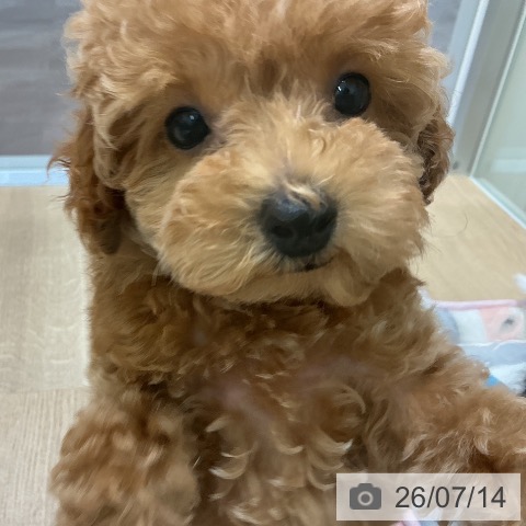 宮城県のトイプードル(トイ) (ペットプラス 名取店/2026年5月1日生まれ/女の子/アプリコット)の子犬の3枚目の画像