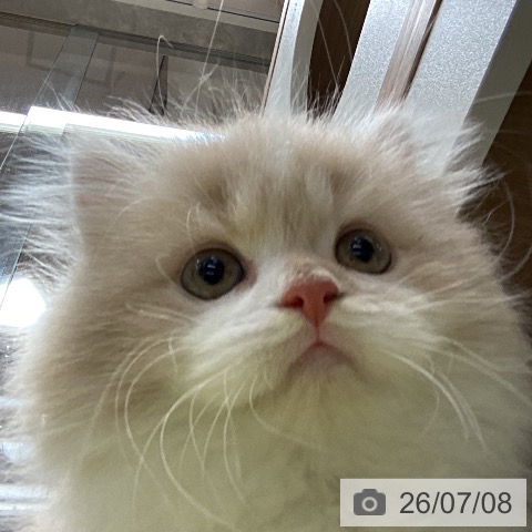 ミヌエットの写真