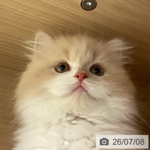 ミヌエットの写真
