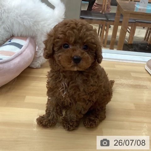 長野県のトイプードル(トイ) (ペットプラス 松本店/2026年5月5日生まれ/男の子/レッド)の子犬の4枚目の画像