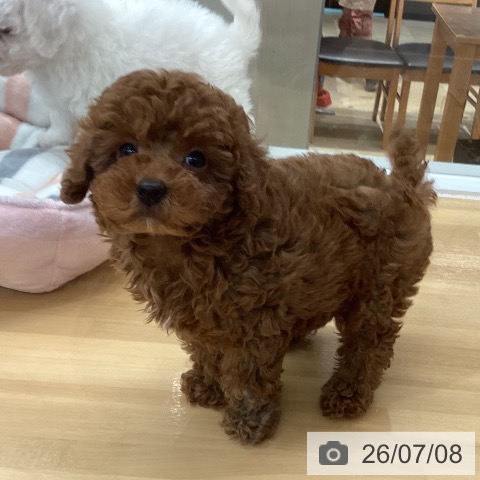 長野県のトイプードル(トイ) (ペットプラス 松本店/2026年5月5日生まれ/男の子/レッド)の子犬の3枚目の画像