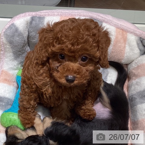 埼玉県のトイプードル(トイ) (ペットプラス イオンモール春日部店/2026年5月5日生まれ/女の子/レッド)の子犬の3枚目の画像