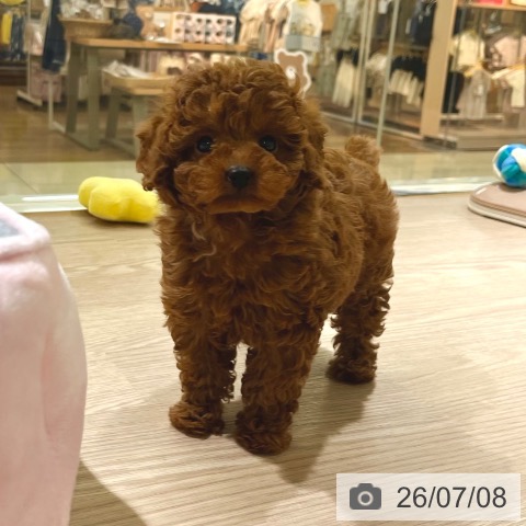 東京都のトイプードル(トイ) (ペットプラス 板橋店/2026年5月5日生まれ/女の子/レッド)の子犬の4枚目の画像