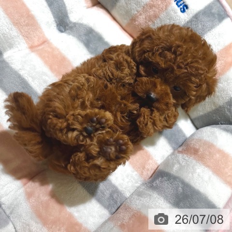 東京都のトイプードル(トイ) (ペットプラス 板橋店/2026年5月5日生まれ/女の子/レッド)の子犬の3枚目の画像