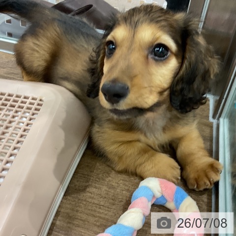 埼玉県のミニチュアダックスフンド(ロング) (ペッツワン 吉川美南店/2026年5月5日生まれ/男の子/レッド)の子犬の3枚目の画像