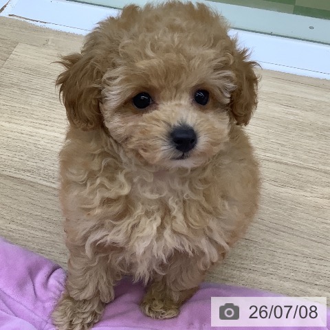 山梨県のトイプードル(トイ) (ペットプラス 甲府昭和店/2026年5月6日生まれ/女の子/アプリコット)の子犬の4枚目の画像