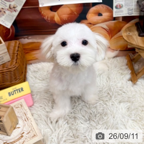 マルチーズの写真